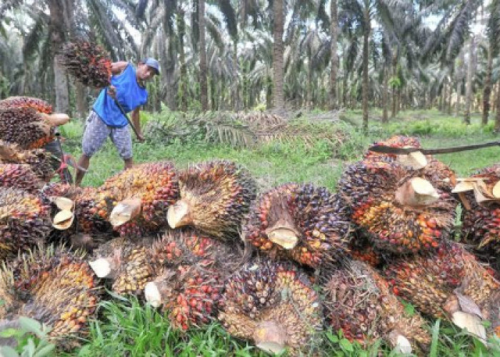 Kabar Baik! Petani Sawit Dapat Tambahan Dana Peremajaan, Pemerintah Naikkan Alokasi Replanting Jadi Rp 60 Juta