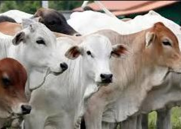 Panduan Lengkap Kurban Sesuai Syariat: Syarat, Waktu, hingga Tata Cara yang Perlu Dipahami