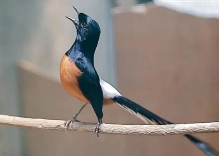 Cara Tepat Menjemur Burung Murai Batu agar Tetap Sehat dan Gacor