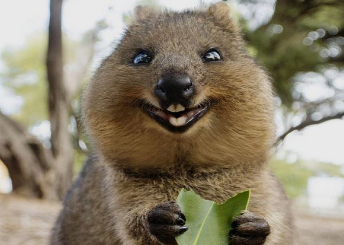 Fakta Menarik Quokka, Hewan Ramah dan Murah Senyum Asal Australia yang Hampir Punah