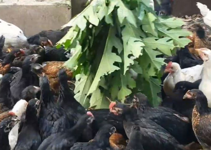 Beternak Ayam Kampung atau Ayam Ras! Mana yang Menguntungkan