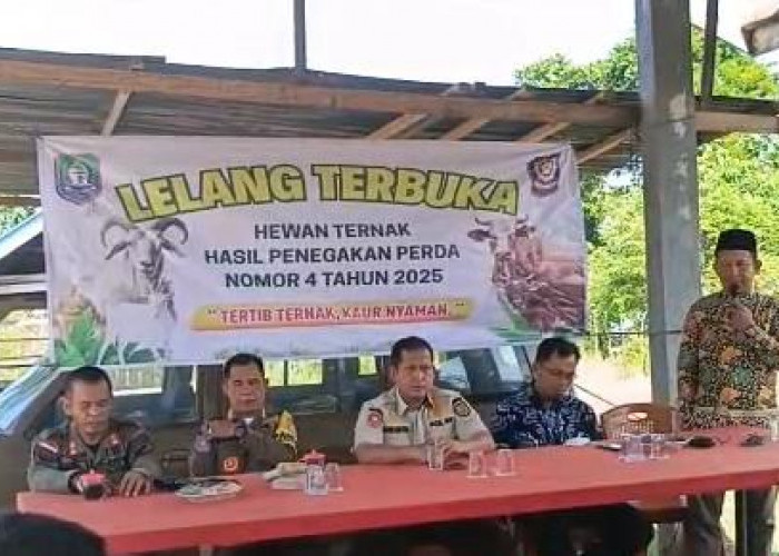 Satpol PP Kaur Siapkan Insentif hingga Rp500 Ribu bagi Warga yang Amankan Ternak Liar