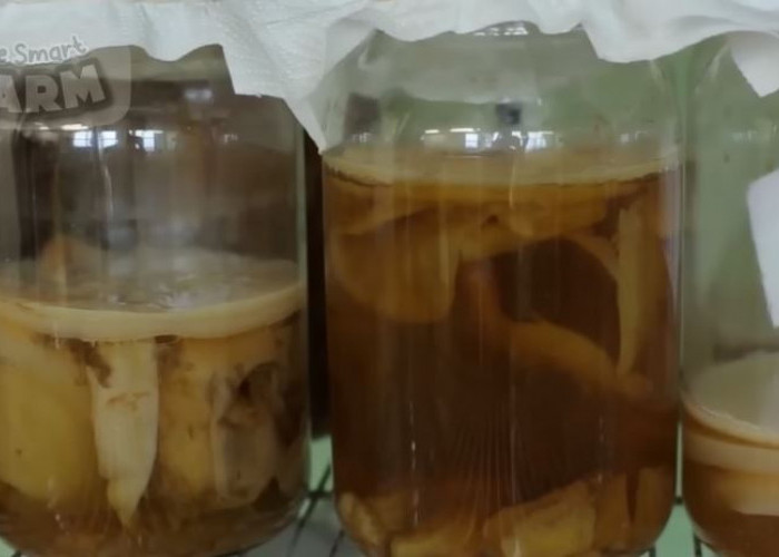 Manfaat Kombucha, Teh Fermentasi yang Unik dan Baik untuk Kesehatan, Begini Cara Membuatnya 