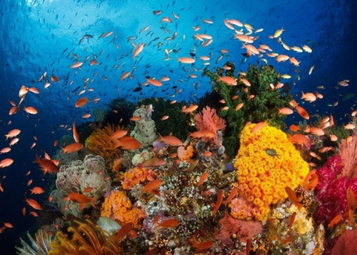 5 Tempat Wisata Bawah Laut Terbaik di Indonesia , Dijamin Bikin Pengunjung Kagum, Ini Daftarnya