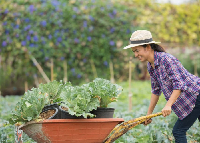 10 Jenis Tanaman Cepat Panen dengan Keuntungan Besar, Cocok Dibudidayakan Pemula