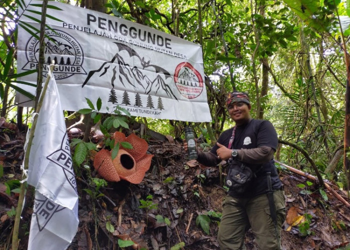 Perambahan Hutan Ancam Taman Bunga Rafflesia di Bengkulu Selatan