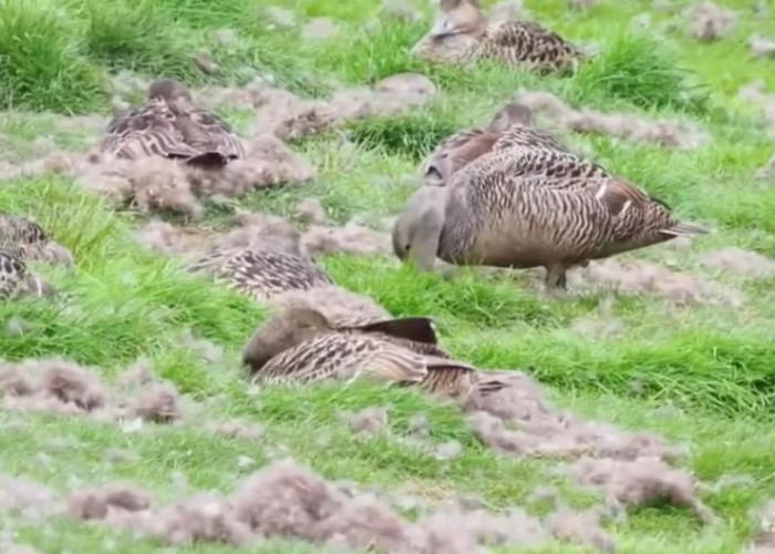 Memelihara Bebek Jenis Ini Dipastikan Kaya! Bulunya Saja Dibanderol Rp 72 Juta per 800 Gram