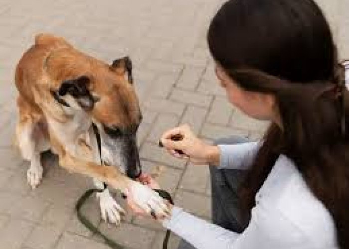 Gigitan Hewan Penular Rabies Meningkat, Stok Vaksin di Seluma Menipis