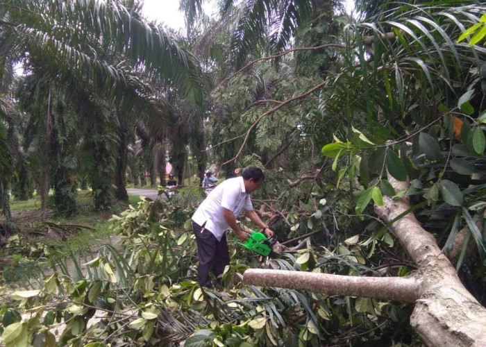 Pohon Tumbang, Dua Rumah di Seluma Jadi Korban