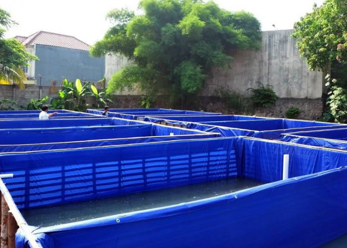 Jenis Ikan Konsumsi yang Paling Mudah Dibudidayakan dan Menguntungkan