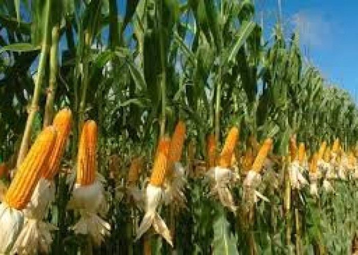 Harga Jagung di Bengkulu Selatan Anjlok, Petani Terpaksa Jual di Bawah Rp6.000 per Kg