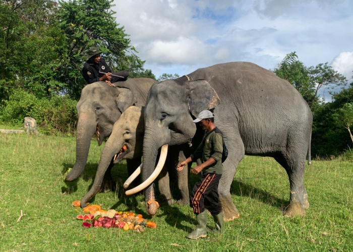 Kisah Pawang Gajah PLG Seblat, Anggap Gajah Seperti Anak Sendiri 