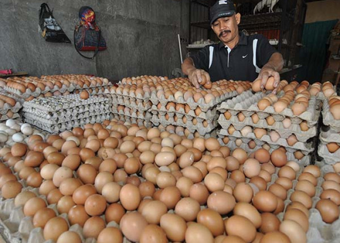 Pasokan Kurang, Harga Telur di Bengkulu Naik 