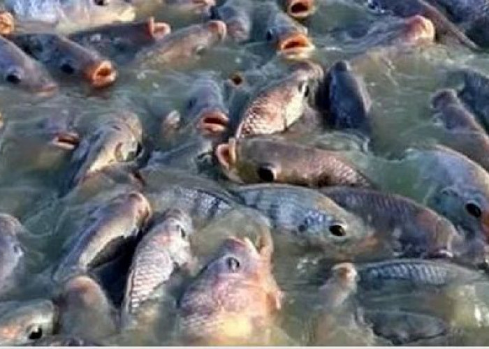 34 Ribu Bibit Ikan Untuk Masyarakat