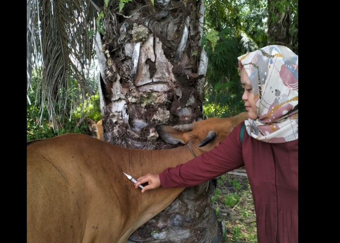 Penyakit Mulut dan Kuku Serang Sapi di Provinsi Bengkulu, Pemprov Minta 60 Ribu Vaksin