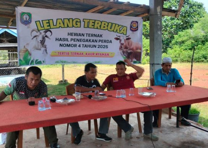 Tengah Malam Satpol PP Kaur Kembali Amankan Ternak Warga, Satu Sapi Dilelang Tembus 9,7 Juta