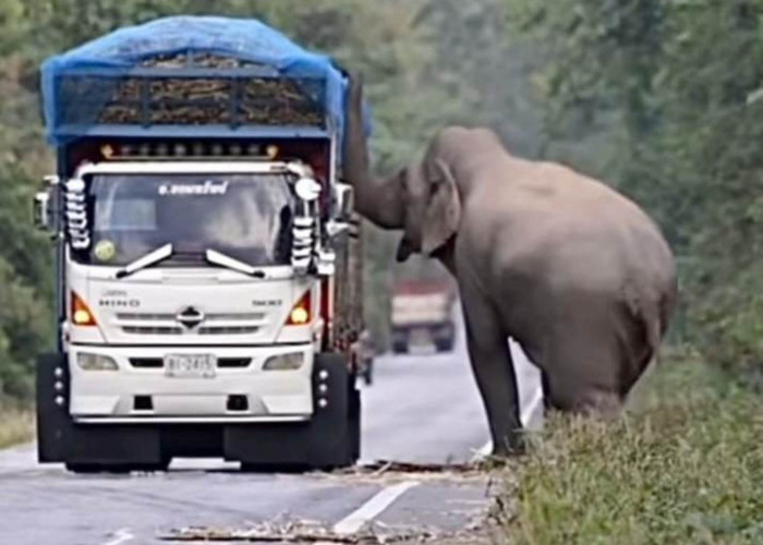 Detik-detik Gajah Hadang 2 Mobil Ekspedisi, Endingnya Bikin Kagum