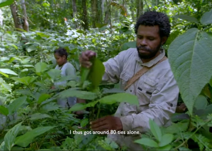 Fakta Unik Daun Gatal, Tanaman Asli Papua yang Bisa Meredakan Demam dan Menyembuhkan Luka