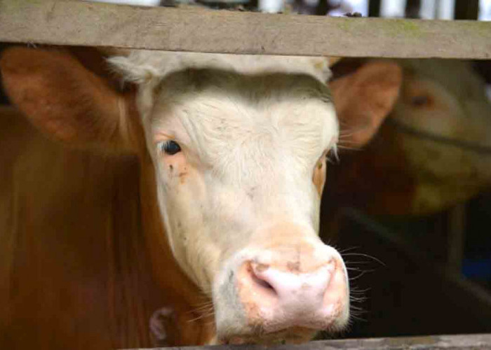 Awas! Wabah Sapi Ngorok Terjang Kabupaten Kaur, Ratusan Ekor Ternak Mati