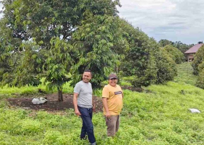 Warga Kaur Ciptakan Argowisata Baru! 130 Batang Durian Musang King Mulai Berbuah