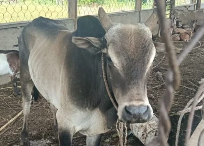 Siap-siap, Satpol PP Kaur Bakal Kembali Lelang Ternak Tak Bertuan