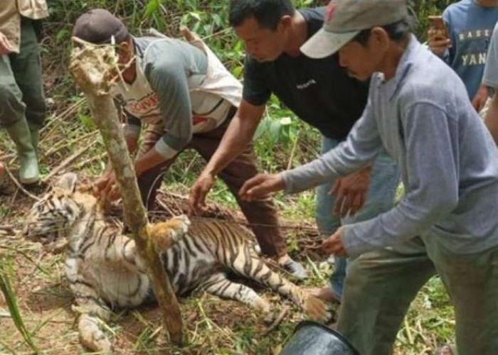 Pelajar Mukomuko Tewas di Semak Perkebunan Kelapa Sawit, Harimau Jadi Tersangka