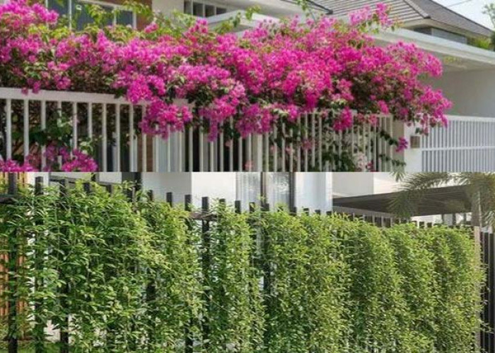 6 Inspirasi Pagar Besi dengan Tanaman Rambat Paling Hits 2026, Tampilan Rumah Lebih Asri dan Estetik