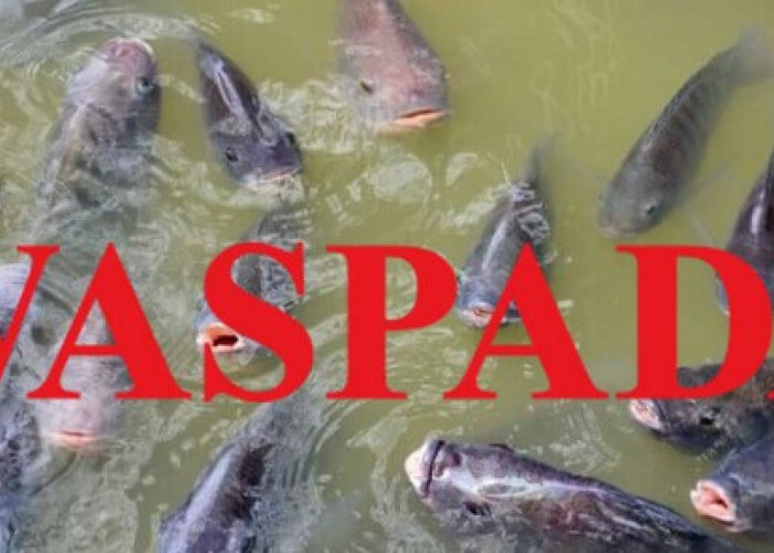 Ditinggal Ke Undangan Kolam Ikan Warga Bengkulu Selatan Dikuras Maling, Ikan Satu Ton Lebih Raib, Kerugian Pul