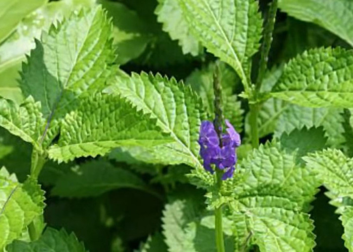 Manfaat Daun Pecut Kuda, Herbal Alami untuk Batuk hingga Radang Tenggorokan