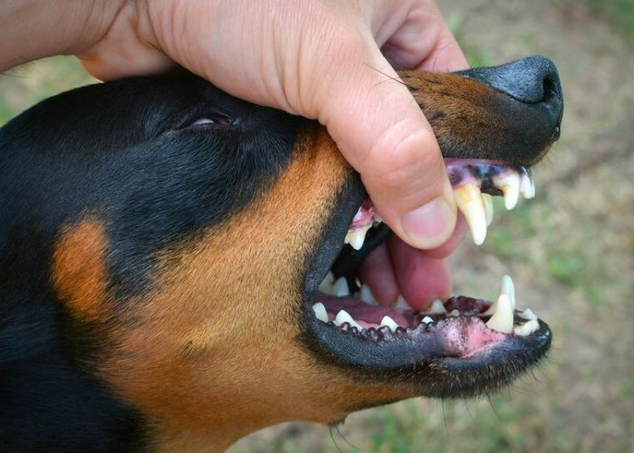 Kasus Gigitan Hewan Penular Rabies di Kaur Meningkat, 2 Kecamatan Ini Tertinggi