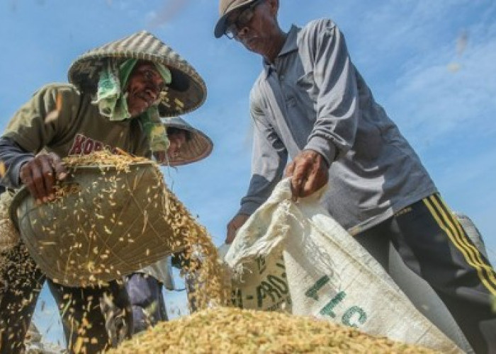 BPS Sebut Produksi padi di Bengkulu Tahun 2023 Turun, Kemarau dan El Nino Biang Keroknya