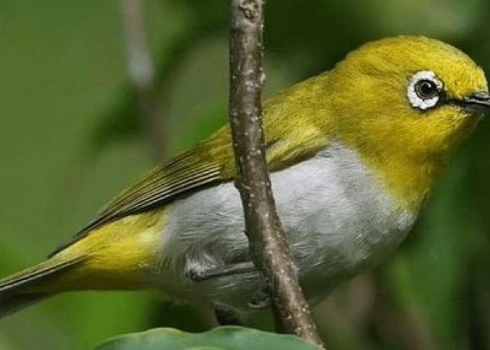 Burung Unik, Hanya Ada di Bengkulu, Satwa Endemik Pulau Engano Yang Terancam Punah
