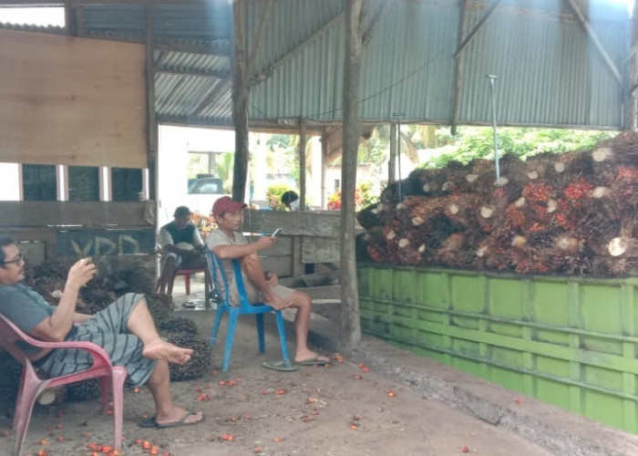 Harga Kelapa Sawit di Bengkulu Selatan Kembali Menggairahkan: Tembus Rp1500 per Kg