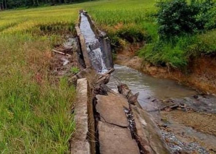 Sedih...Irigasi Rusak, Petani di Bengkulu Selatan Justru Diminta Iuran oleh Dinas Pertanian