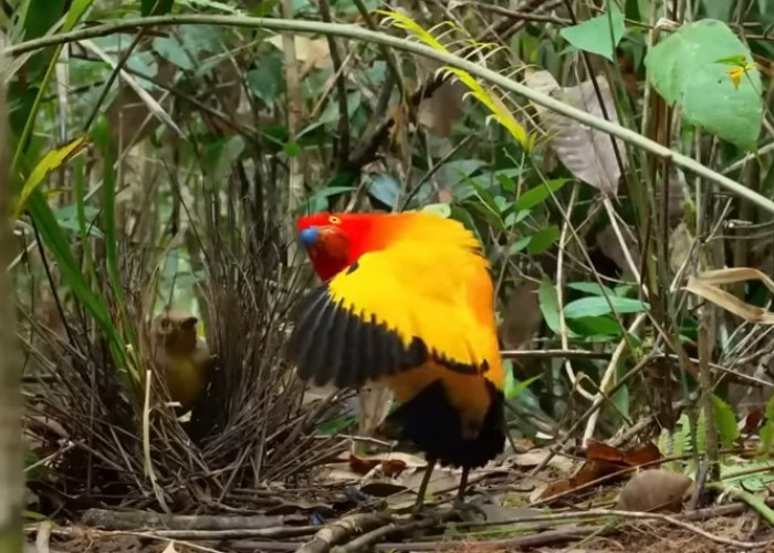 Fakta Menarik Burung Namdur: Sang Arsitek yang Pandai Bergoyang Demi Memikat Betina yang Materialis