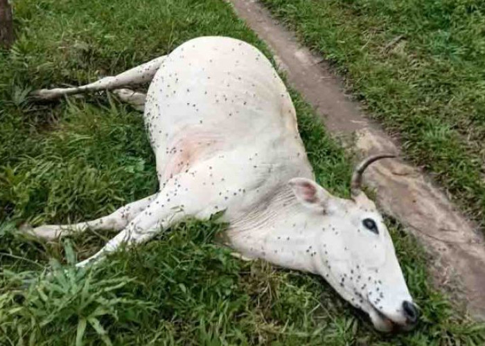 Puluhan Sapi dan Kerbau di Kaur Mati Mendadak, Ini Diduga Biang Keladinya