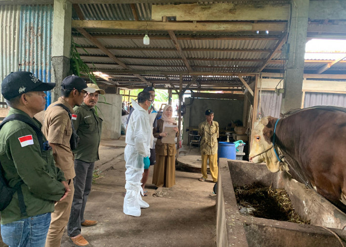 Tiga Kandidat Sapi Kurban Presiden Prabowo di Seluma, Terberat Capai 977 Kilogram