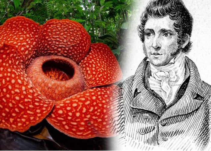 Bunga Raflesia Arnoldi Pertama Ditemukan di Bengkulu Selatan, Penemunya Dr Joseph Arnold, Ini Lokasinya