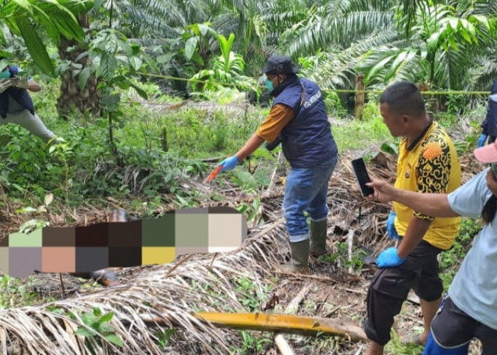 Polres Kaur Olah TKP Penemuan Jenazah di Kebun Sawit Talang Marap