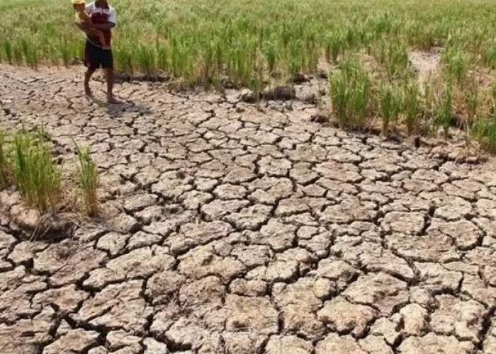 Kemarau dan El Nino! 3.094 Hektar Sawah di Kaur Terancam Gagal Tanam, Lahan Sawah Kering Kerontang