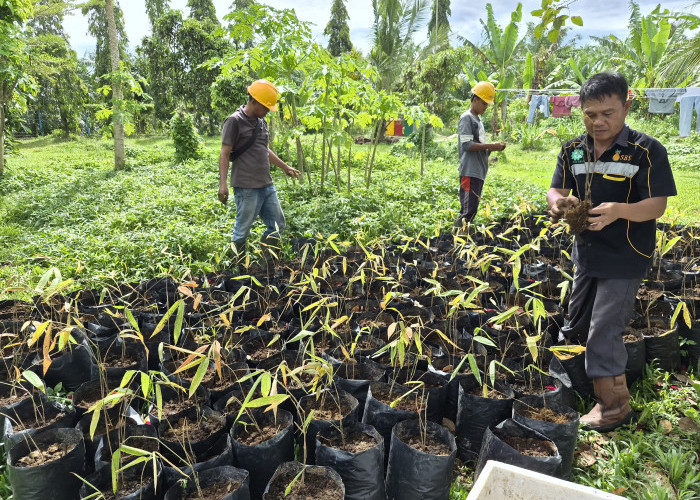 Dukung Program Bupati Dalam Optimalisasi DAS, PT SBS Sedia Ratusan Bibit Bambu
