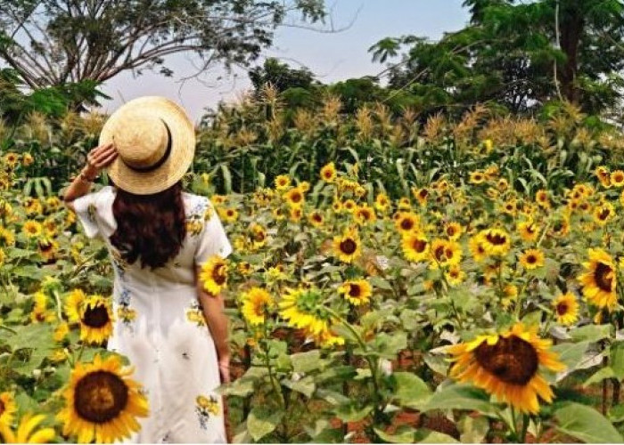 Petani Ini Emosi, Kebun Bunga Matahari Miliknya Jadi Lokasi Foto Toples