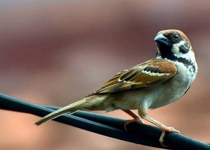 Kenapa Burung Gereja Tidak Boleh Dipelihara?