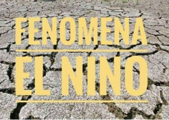 El Nino Mulai Berdampak di Bengkulu, Sawah Kekeringan dan Kelapa Sawit Ngetrek, Petani Mulai Menjerit