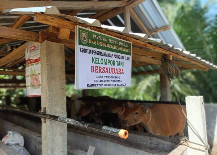 Peternak Sapi di Bengkulu Selatan Harus Bisa Buat Pakan Fermentasi