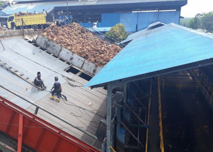 BREAKING NEWS: Terjepit Loading Ramps PT APLS Kaur, Warga Bengkulu Selatan Meninggal Dunia