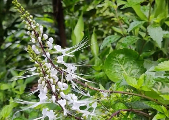 4 Manfaat Daun Kumis Kucing untuk Kesehatan dan Cara Mengolahnya