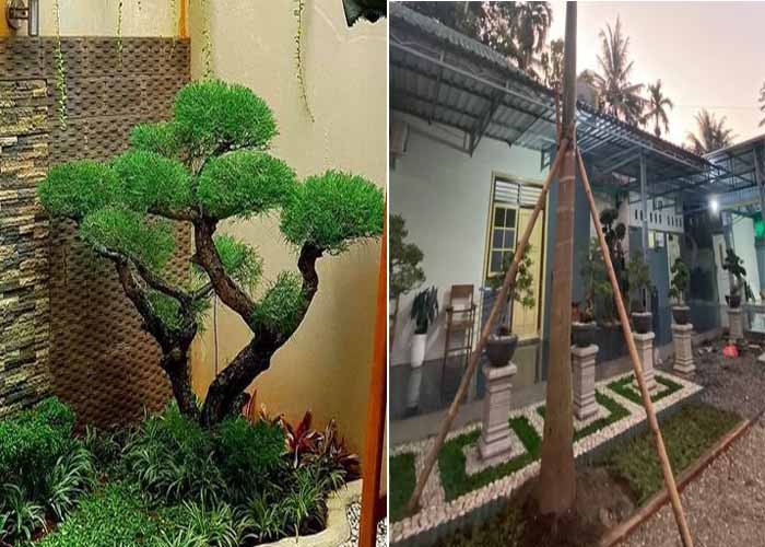 Inspirasi Pohon Taman Depan Rumah yang Cantik dan Sejuk, Cocok untuk Gaya Minimalis hingga Tropis