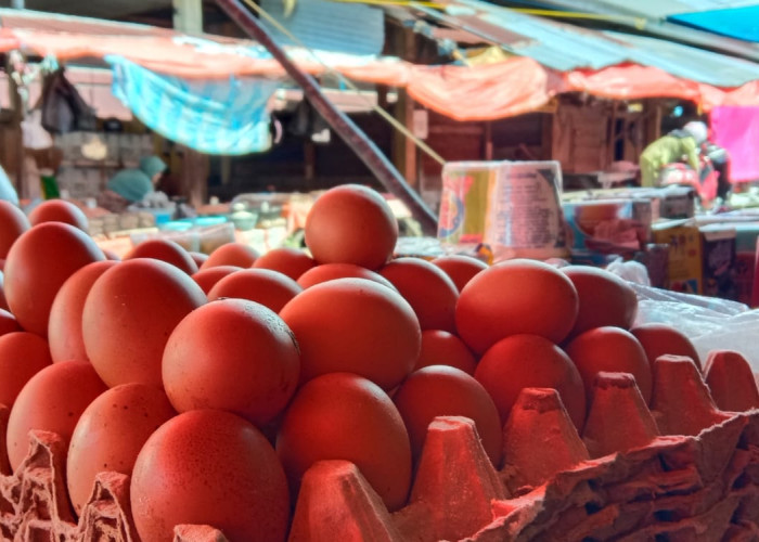 Harga Telur Ayam Ras di Bengkulu Selatan Naik, Per Karpet Tembus Rp56 Ribu, Cek Harga di Sumatera Hingga Bali