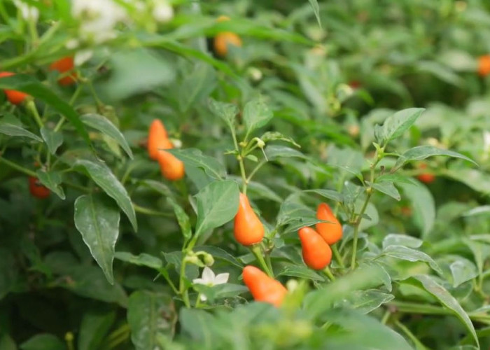 IPB Berhasil Kembangkan Cabai Rawit Varietas Baru, Tingkat Kepedasan 10 Kali Cabai Rawit Biasa